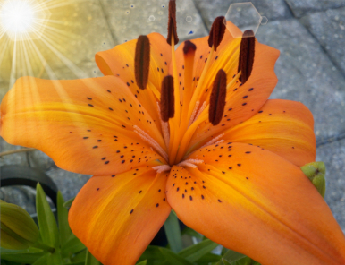 plant my yard, plant flowers, pruning, ivy removal